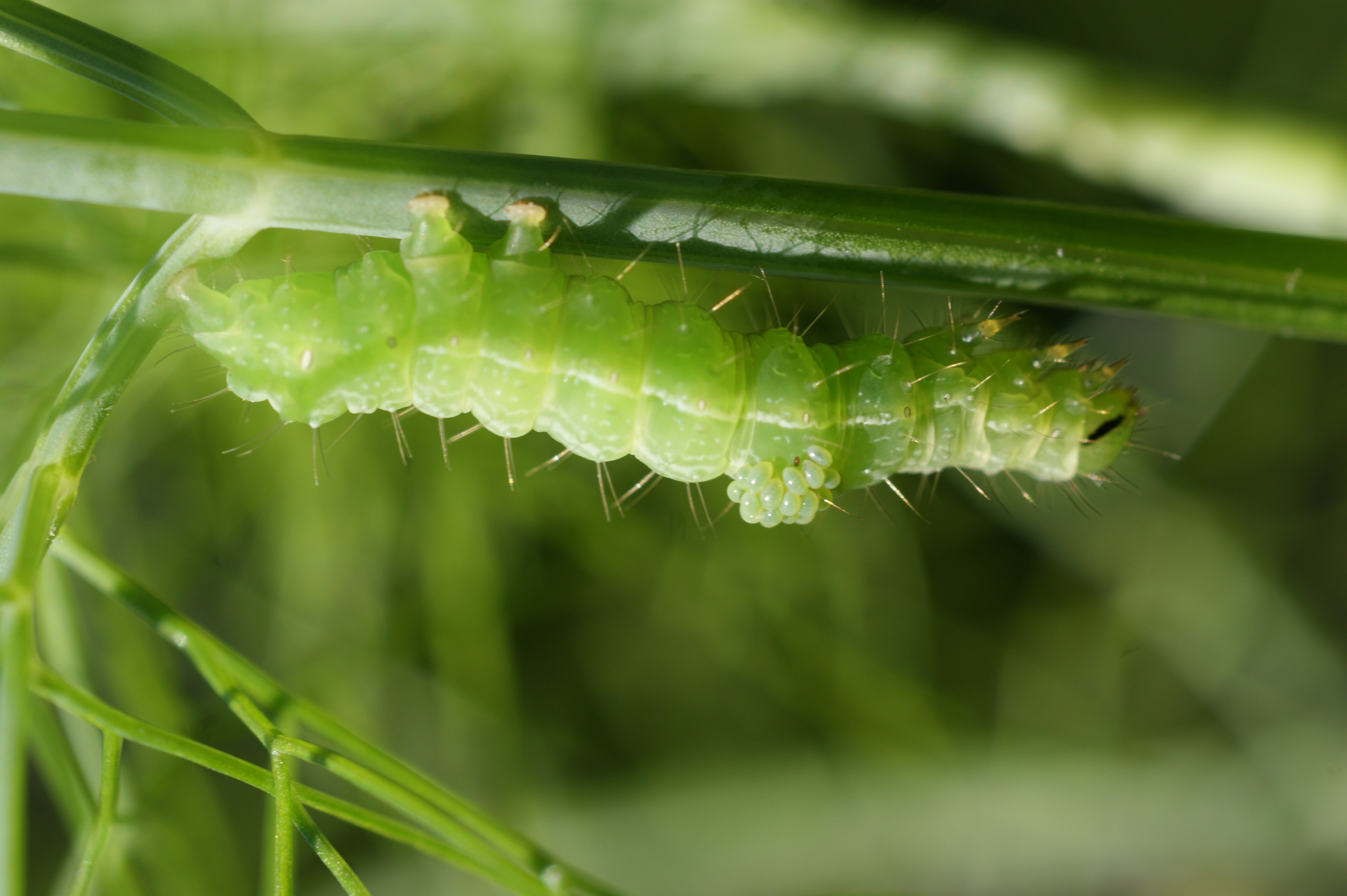 wie heeft dit ooit gezien?